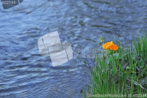 Image of orange water flower