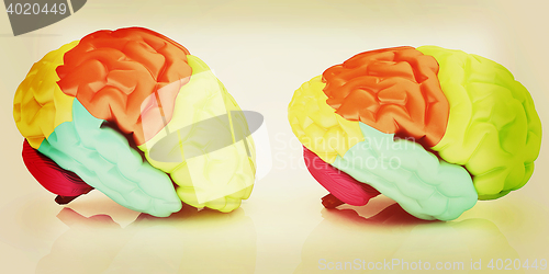 Image of Human brains. 3D illustration. Vintage style.