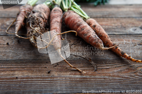 Image of New harvest fresh organic carrots