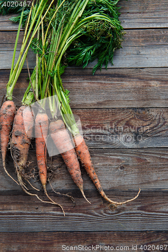 Image of raw carrots on the ground