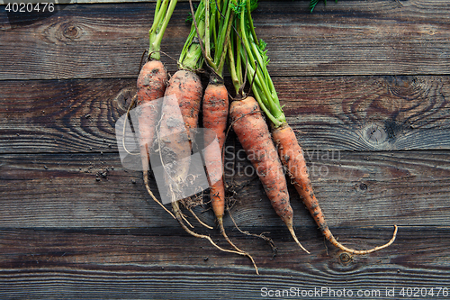 Image of raw carrots on the ground