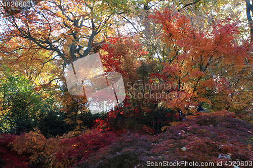 Image of color autumn forest 
