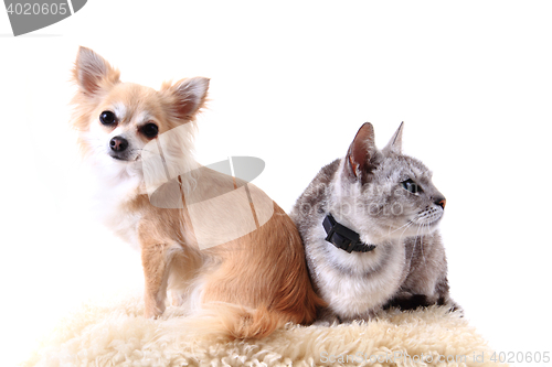 Image of cat and chihuahua are resting