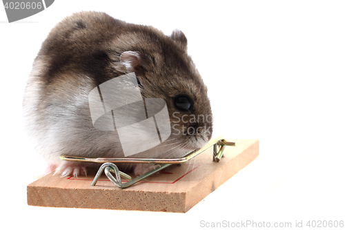 Image of dzungarian hamster isolated