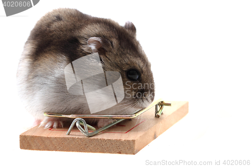 Image of dzungarian hamster isolated