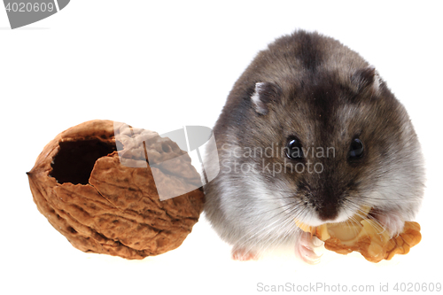 Image of dzungarian hamster isolated