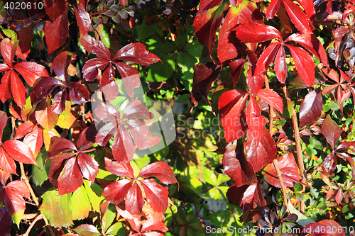 Image of autumn leaves background