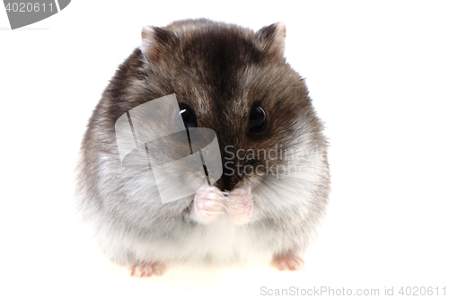 Image of dzungarian hamster isolated