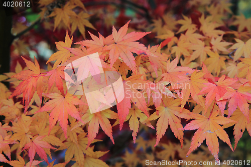 Image of autumn leaves background
