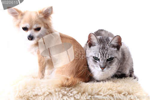 Image of cat and chihuahua are resting