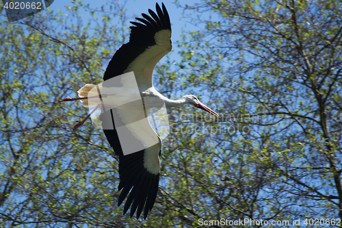 Image of White stork (Ciconia ciconia)