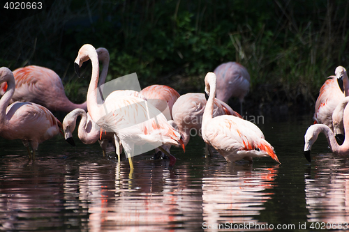 Image of Greater Flamingo (Phoenicopterus roseus)