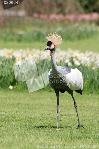 Image of Black Crowned Crane (Balearica pavonina)