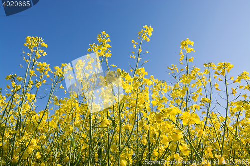 Image of Rape Flowers in Germany