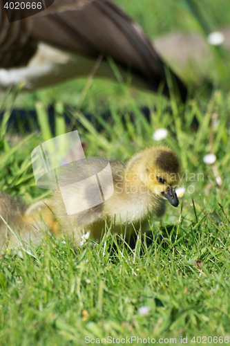 Image of Grey Goose Biddy