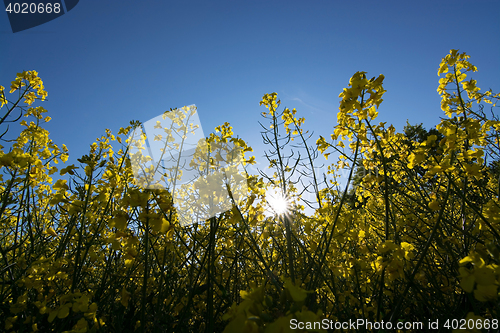 Image of Rape Flowers in Germany