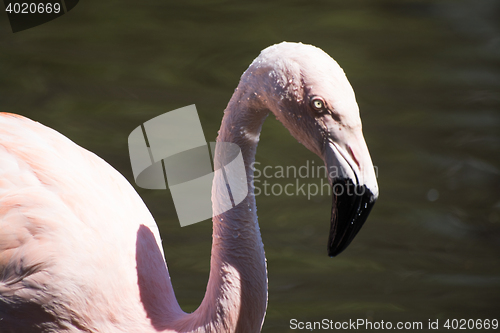 Image of Greater Flamingo (Phoenicopterus roseus)