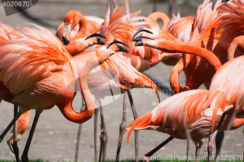 Image of American Flamingo (Phoenicopterus ruber)