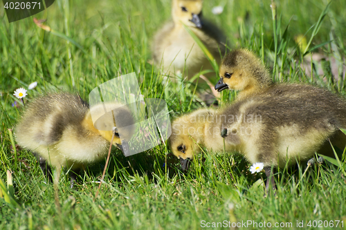 Image of Grey Goose Biddy