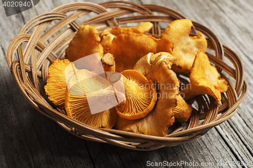 Image of Mushroom Yellow chanterelle