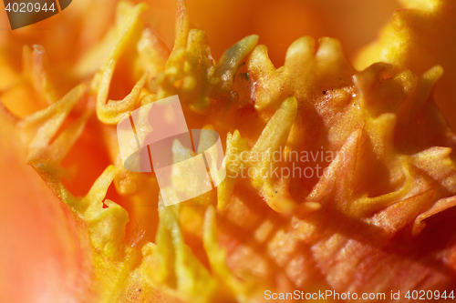 Image of Close-Up of a Tulip Blossom