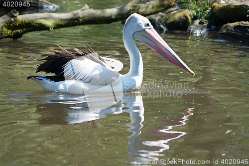 Image of Pelican (Pelecanidae)