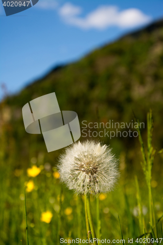 Image of common dandelion (Taraxacum sect. Ruderalia)