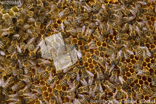 Image of Bee Colony