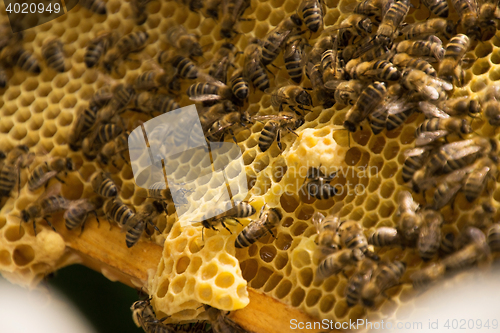 Image of Bee Colony