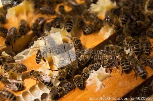 Image of Bee Colony