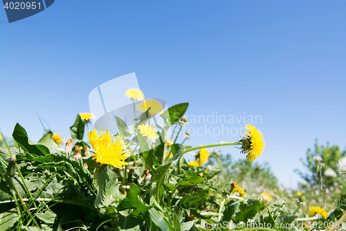 Image of common dandelion (Taraxacum sect. Ruderalia)