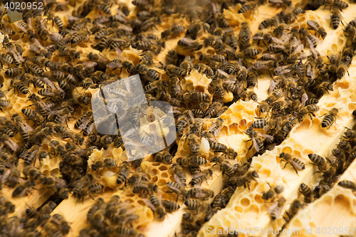 Image of Bee Colony