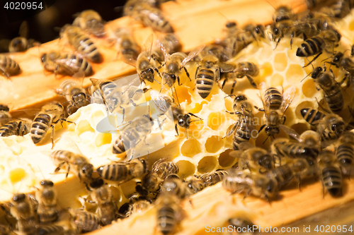 Image of Bee Colony