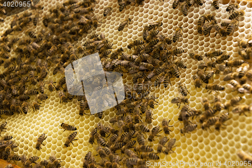 Image of Bee Colony