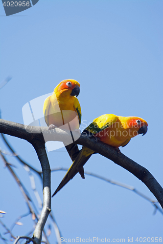 Image of Small Parrot