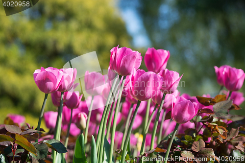 Image of Tulip Blossom in the Netherlands