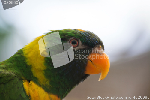 Image of Small Parrot