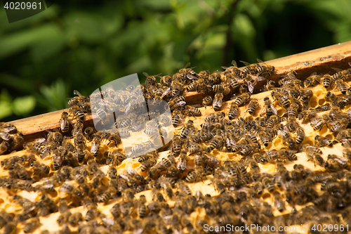 Image of Bee Colony