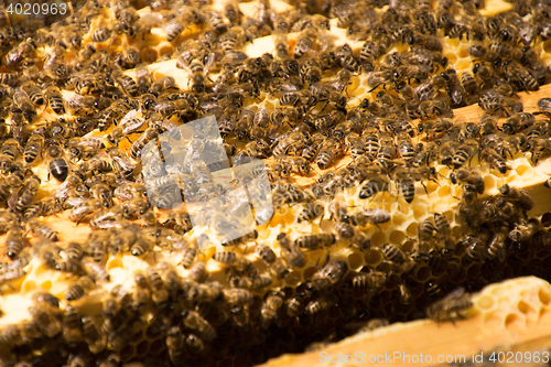 Image of Bee Colony