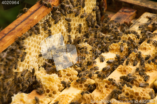 Image of Bee Colony