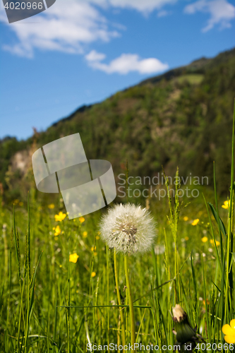 Image of common dandelion (Taraxacum sect. Ruderalia)