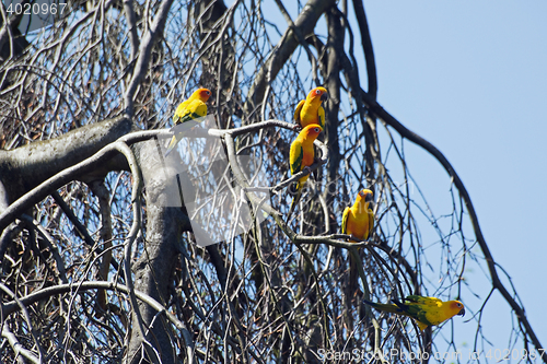 Image of Small Parrot