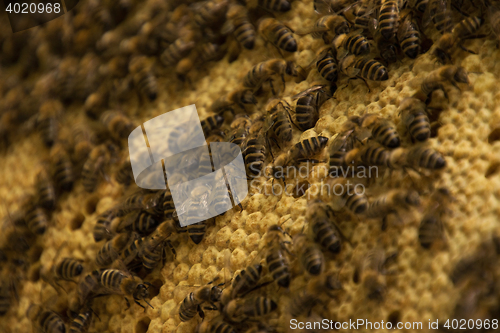 Image of Bee Colony