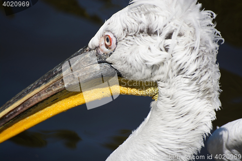 Image of Pelican (Pelecanidae)