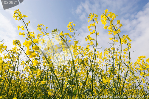 Image of Rape Flowers in Germany