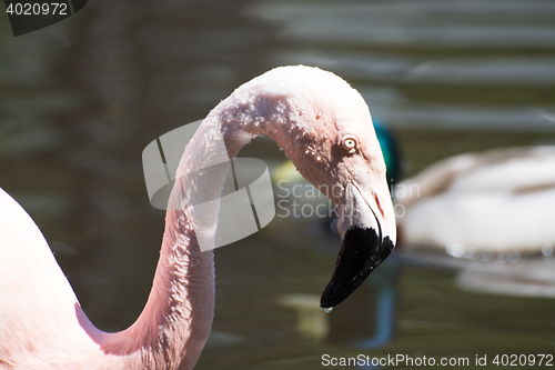 Image of Greater Flamingo (Phoenicopterus roseus)