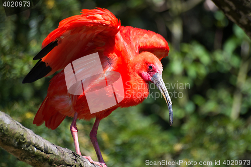 Image of Scarlet Ibis (Eudocimus ruber)