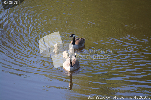 Image of Grey Goose Biddy