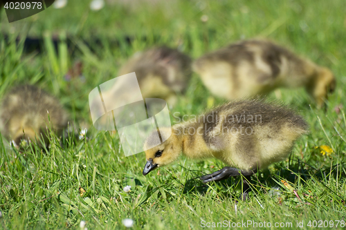 Image of Grey Goose Biddy