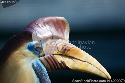 Image of Knobbed Hornbill (Aceros cassidix)